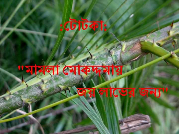 টোটকা