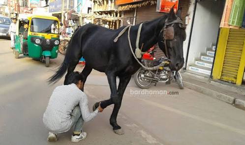 কালো ঘোড়ার নাল